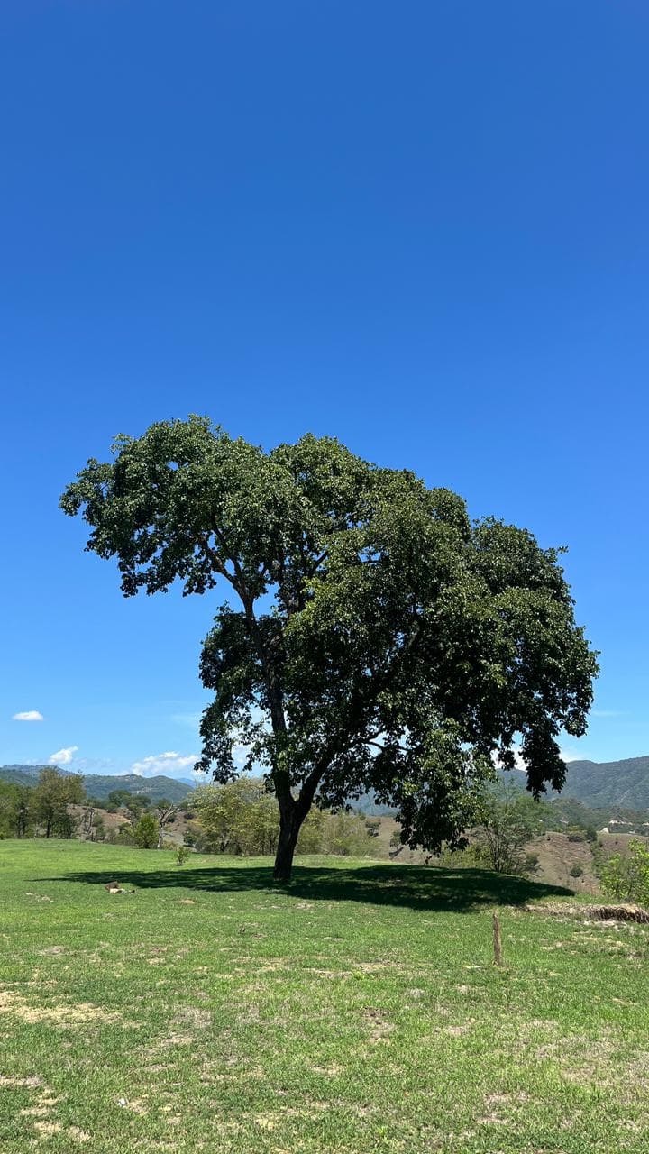 Zona verde y árbol nativo en el terreno PROVENZA